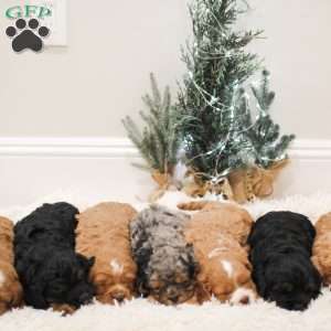 Ziggy, Cavapoo Puppy